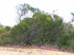 Fleurs sauvages sur les pistes rouges
