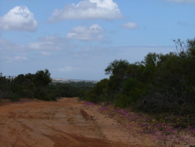 Fleurs sauvages sur les pistes rouges