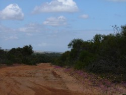 Fleurs sauvages sur les pistes rouges