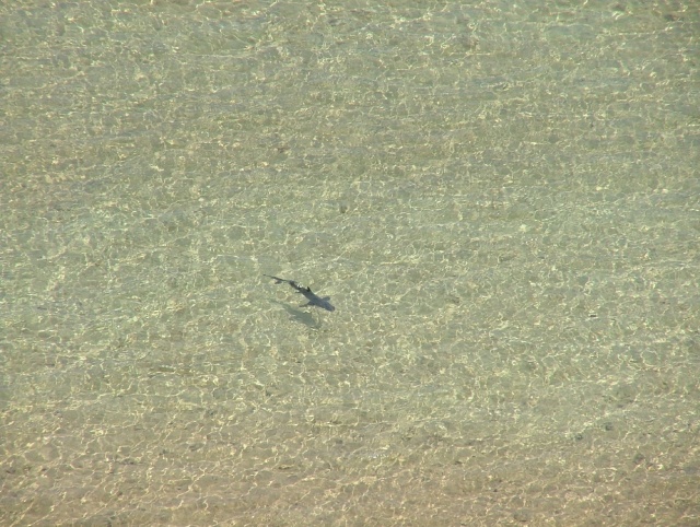 Bien seul ce requin !