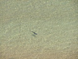 Bien seul ce requin !