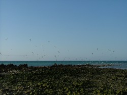 Les oiseaux sont très présents aussi