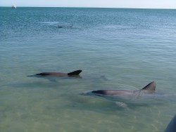 Les dauphins, c'est plutôt à Monkey Mia