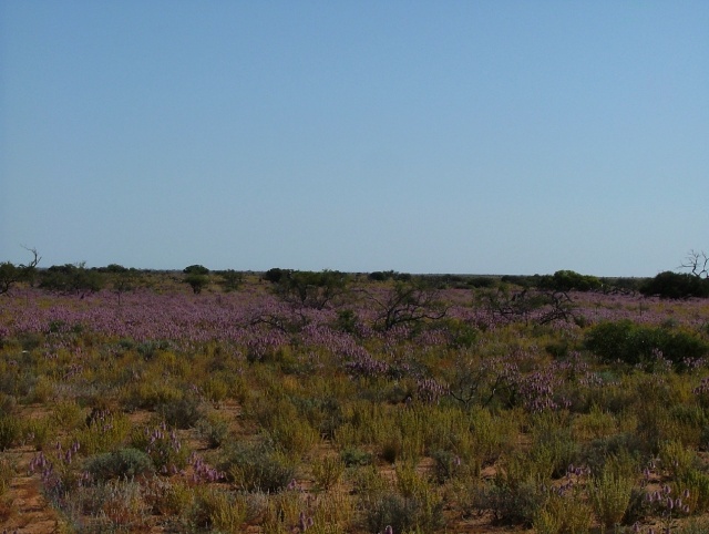 Tâches de couleurs dans le bush