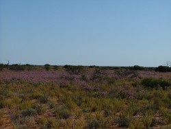 Tâches de couleurs dans le bush
