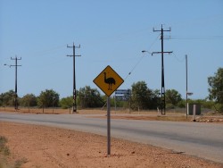 Attention aux bestioles ... sur piste ou sur route