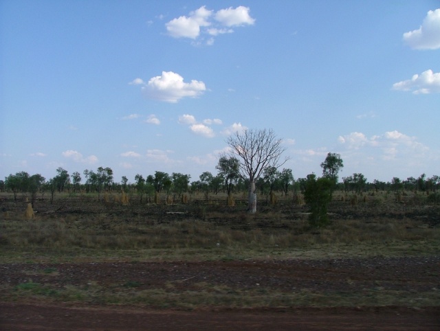 Le retour des baobabs