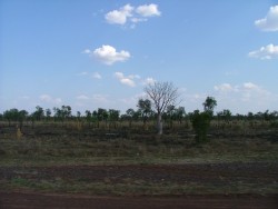 Le retour des baobabs