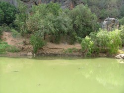 Les Freshies, crocodiles d'eau douce des Windjana Gorge 	