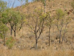 Arbuste en fleur dans le bush