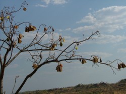 Le coton du kapokier