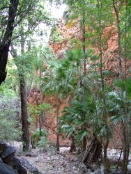 Palmiers d'El Questro Gorge