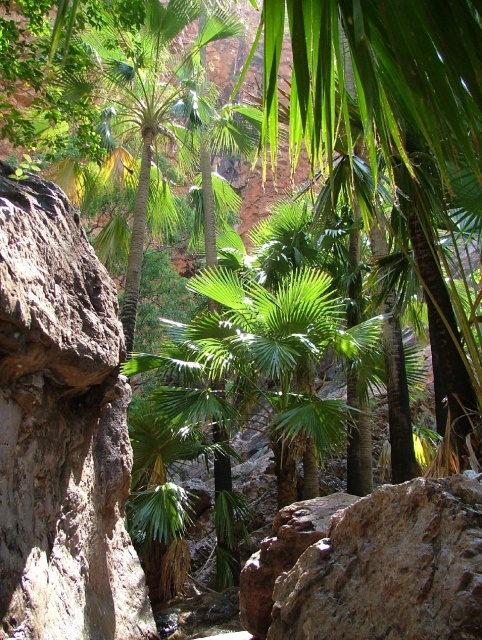 Palmiers de Zebedee Springs, tout droit sortis d'une oasis