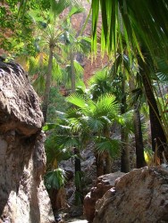Palmiers de Zebedee Springs, tout droit sortis d'une oasis