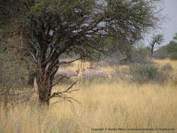 afs_2008_1026(016)