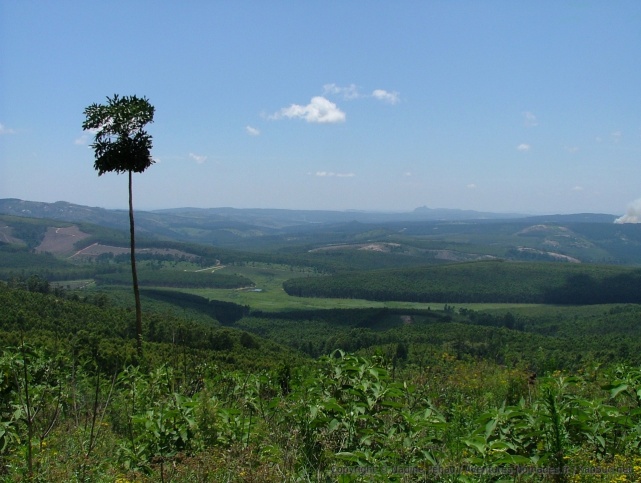 Paysages très verdoyants du Mpumalanga