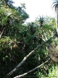 Le mélange des genres dans la végétation est très étonnant