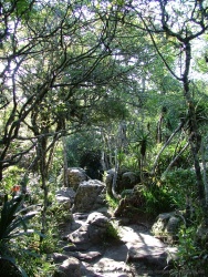 La promenade dans cette forêt à la végétation endémique est vraiment très sympa et en plus très rafraichissante !