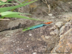 Lézard multicolore prenant la pose