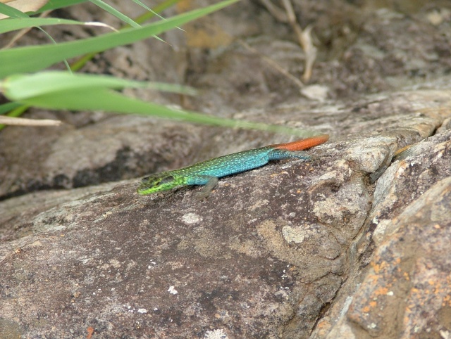 Lézard multicolore prenant la pose