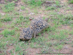 Tortues en wagon