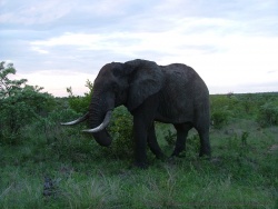 Notre 1er éléphant au Kruger