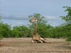 girafe pas encore bien réveillée ?