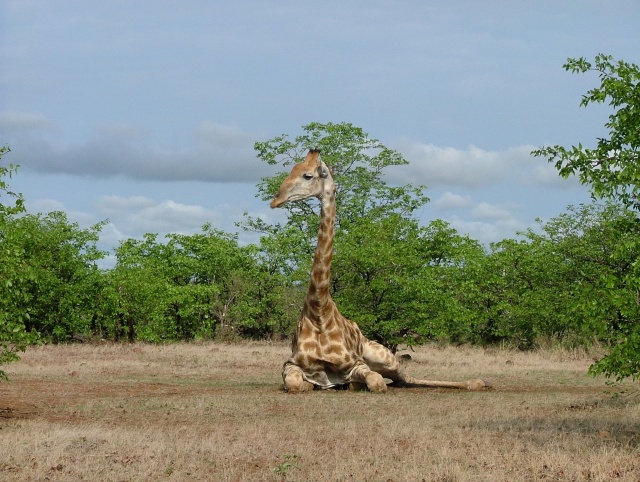 girafe pas encore bien réveillée ?