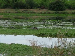 Hippopotame jouant à cache-cache parmi les jacinthes deau