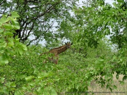 La girafe aussi est joueuse et surtout toujours curieuse