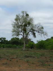 L'arbre est si immense, qu'on voit à peine la girafe à ses côtés