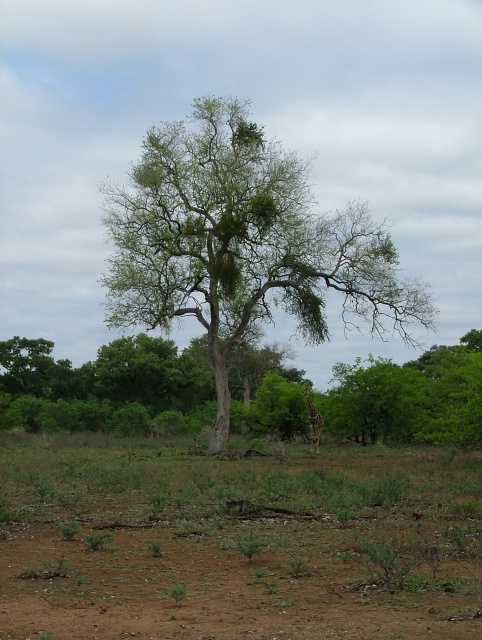 L'arbre est si immense, qu'on voit à peine la girafe à ses côtés