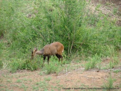 Une antilope qu'on n'a pas su identifier mais qui est très jolie