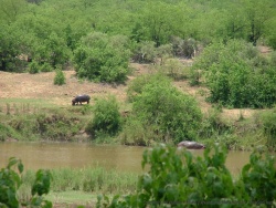 Hippopotames, éléphants c'est un véritable festival !