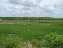La rivière est envahie par la végétation mais ce n'est que le début de la saison des pluies