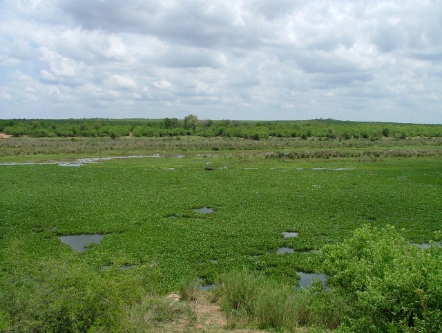 La rivière est envahie par la végétation mais ce n'est que le début de la saison des pluies