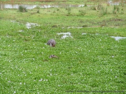 Combat d'hippos parmi les jacinthes d'eau fleuries