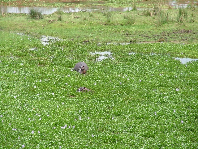 Combat d'hippos parmi les jacinthes d'eau fleuries