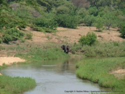 L'éléphant aperçu au loin, se raproche peu à peu