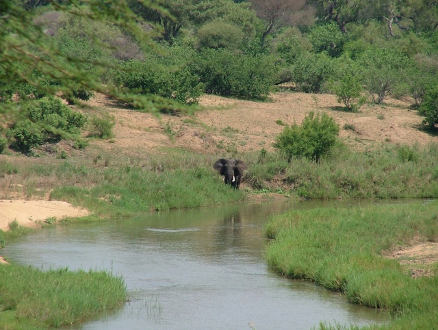 L'éléphant aperçu au loin, se raproche peu à peu