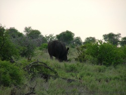 Notre premier rhinocéros
