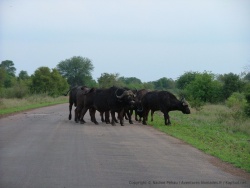 Manif de buffles sur la route, les revendications ne sont pas claires ;-)