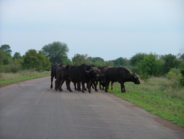 Manif de buffles sur la route, les revendications ne sont pas claires ;-)