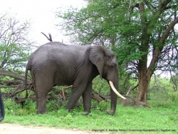Eléphant du matin, espoir