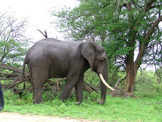 Eléphant du matin, espoir