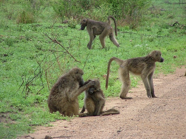 Les baboins commencent leur journée par une séance d'épouillage sur la piste