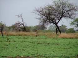 Le camp de Satara réputé pour ses lions tient ses promesses même si celui là est trop loin à notre goût