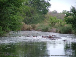 Hippo Pools, devinez pourquoi ?