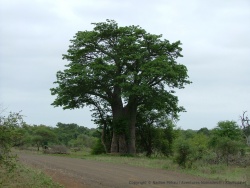 Superbe baobab