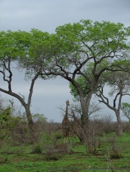 Girafe parmi ses arbres préférés : des acacias bourrés d'épines mais qu'elles apprécient tellement